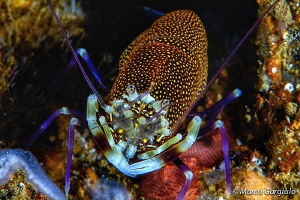 Mediterranean bumblebee shrimp by Marco Gargiulo 